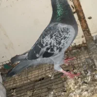 کبوتر پلاکی گربه ای