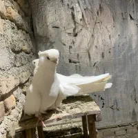 کفتر قنار|پرنده|خان ببین, |دیوار