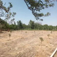 باغ(باغچه) بادام دو قطعه چسبیده بهم دارای سند