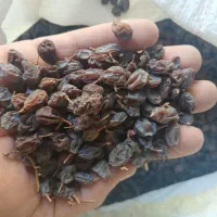 مویز درجه ۱