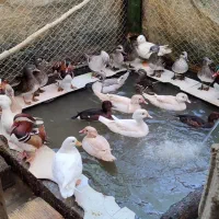 ماندارین و کارولین