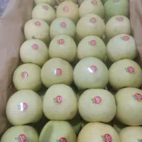 سیب درجه یک پول نقد|خوردنی و آشامیدنی|اهر, |دیوار