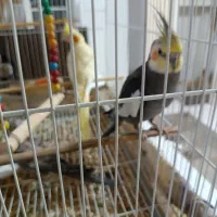 عروس هلندی