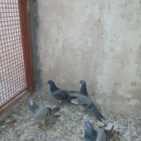 4تا همش باهم 500|پرنده|خمینی‌شهر, |دیوار