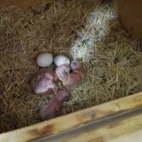 عروس کوتوله جوجه پاربلو پاید