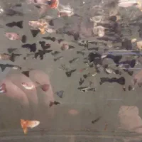 فروش ماهی دیکس و زینتی ارسالی