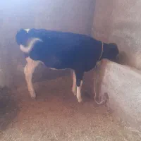 گوساله ماده هلشتاین