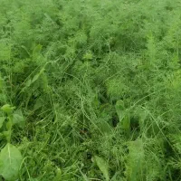 شویدترتازه محلی  شوید خشک محلی|خوردنی و آشامیدنی|ماسال, |دیوار