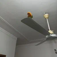 فروش طوطی سرلاکی و دستی نرمه خور|پرنده|لار, |دیوار