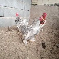 کوشین های زیبا