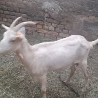 بز دورگ آلپاین