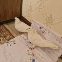 کفتر پا پر|پرنده|گلپایگان, |دیوار