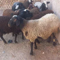 ۸راس بره نره چاق|حیوانات مزرعه|تاکستان, |دیوار