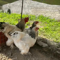 تخم مرغ گلین ریشو پنگونی و برهما لایت و برهما کوکو|حیوانات مزرعه|چالوس, |دیوار