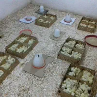 جوجه مرغ گوشتی راس برند|حیوانات مزرعه|مینودشت, |دیوار