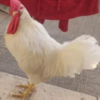 خروس