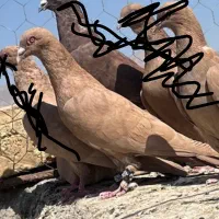 کفتر پریده