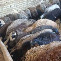گوسفند شالی جوان ابستن شیشک ومیش|حیوانات مزرعه|هشتگرد, ینگی امام|دیوار
