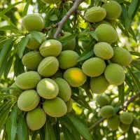 این نهال، داستان فروش شما را تغییر میدهد|خدمات باغبانی و درختکاری|مشهد, سجاد شهر|دیوار