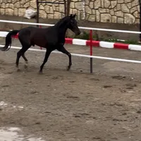 نریان خالص ترکمن اصیل خط خونی دار  مشکی|اسب و تجهیزات اسب‌سواری|تهران, زعفرانیه|دیوار