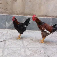 دوتا خروس جوون