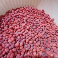 زرشک تازه دانه شده با دست بدون دم و برگ کیلو ۲۲۰