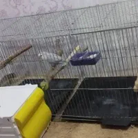 طوطی برزیلی|پرنده|خرمشهر, |دیوار