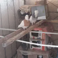 فروش فوری 23کبوتر‌ همه نوع با جوجه هاش