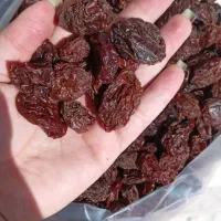 آلو بخارا بوانات|خوردنی و آشامیدنی|شیراز, دارالرحمه|دیوار