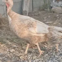 بوقلمون نر و ماده تخم گذار