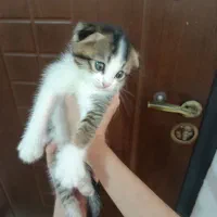 گمشده