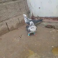 کبوتر سینه سفید