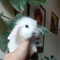 خرگوش مینی لوپ سفید برفی کیوت|موش و خرگوش|کرج, کرج نو|دیوار