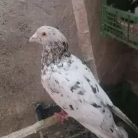 نامبر نر سرحال