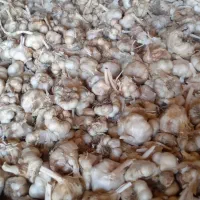 سیر خشک|عمده‌فروشی|بروجرد, |دیوار