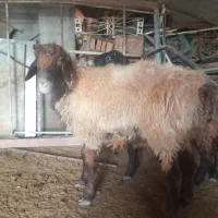 فروش ۱ راس بره نر چاق