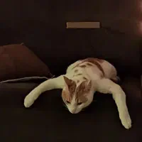 گربه گمشده|حیوانات|رشت, شهرک قدس|دیوار