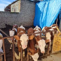 فروش گوساله