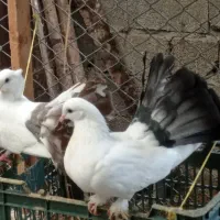 دم طاووسی جفت مولد