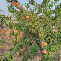 خانه باغ 1000 متر بهترین موقعیت