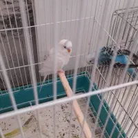 مرغ عشق جفت نرو ماده جوجه هم داره|پرنده|ری, علایین|دیوار