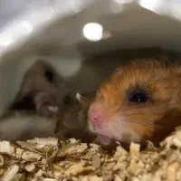 یک جفت همستر سالم|موش و خرگوش|سنندج, |دیوار