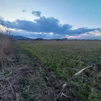 زمین زراعی مزرعه|فروش دفتر صنعتی، کشاورزی، تجاری|لنگرود, |دیوار