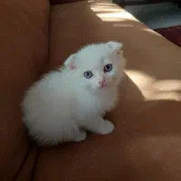 به دنبال سرپرست مهربان هستیم|گربه|اصفهان, مهرآباد|دیوار