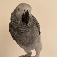 طوطی کاسکو دم قرمز نر کاملا دستی و سخنگو