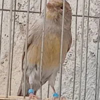 قناری نر|پرنده|سنندج, |دیوار