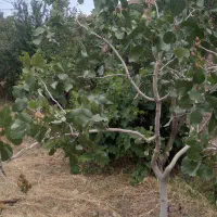 باغ-ویلا