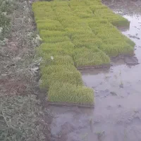 نشا برنج فروشی