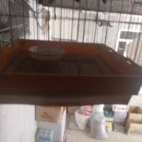 قفس