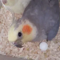 عروس هلندی نر وماده